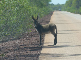 On Cape Leveque road