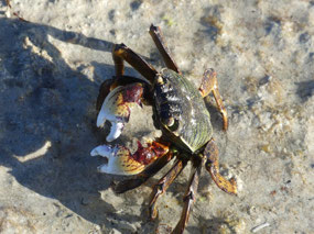 rock crab