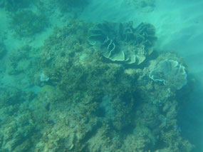 snorkelling Middle Lagoon