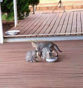 3 kittens