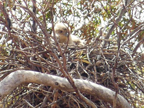 baby kite Rowles Lagoon