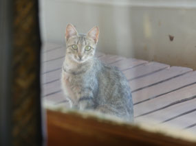 cat outside window on veranda