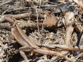 crested dragon