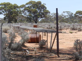 drying racks for plants