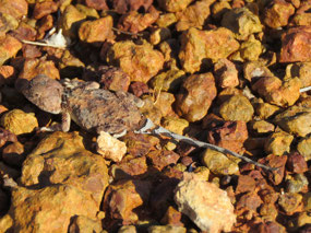 western earless pebble dragon