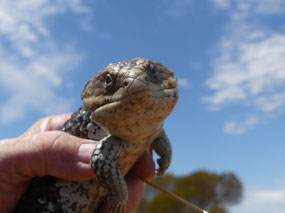 Blue tongue Narembeen