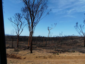 burnt area Nullarrbor