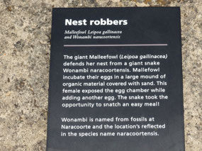 Fossil snake
