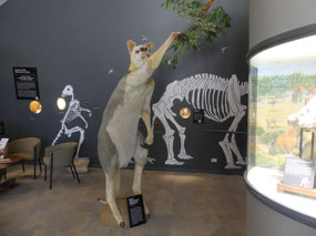 fossils