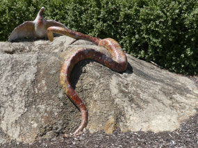 Giant python Naracoorte