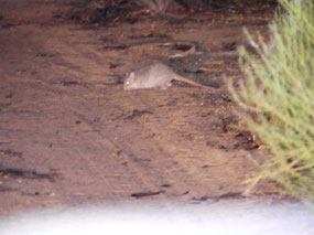 Wadderin sanctuary -Woylie brush tailed bettong