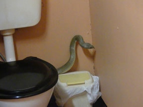 Mulga or king brown in toilet block