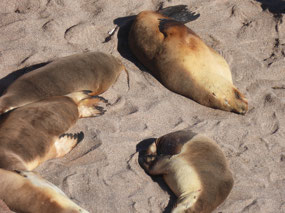 Point Labatt seal colony