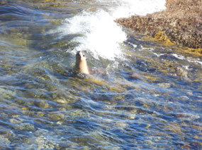 seal 2