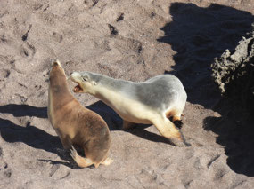 seal 3
