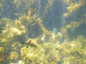 snorkelling smooth pool