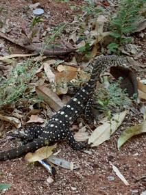 Baby Perentie Sandfire road house