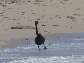 black swan beach