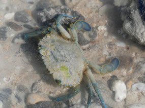 blue crab