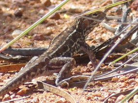 central Military dragon  at 2 camel creek