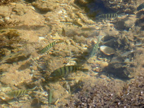 fish Smooth pool