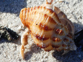 large hermit