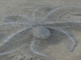 octopus hermit crab