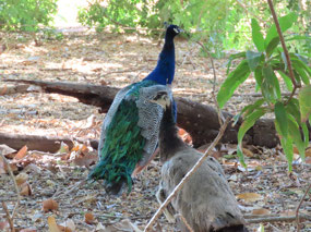 Peafowl sandfire