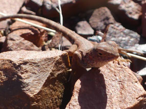 ring tail dragon