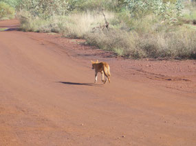 Dingo in camp