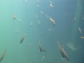 fish fern pool