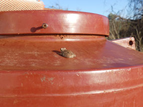 frog our water