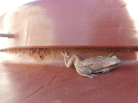 frog