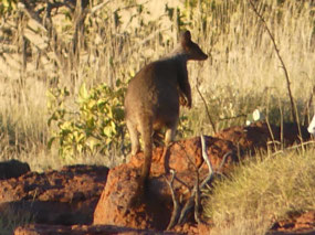Female Rothschild with maybe pouche young
