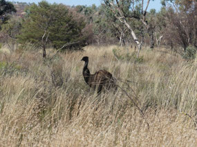 Emu
