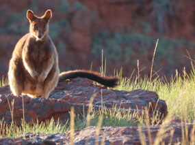 Larry's photo of Rothschilds rock wallaby 