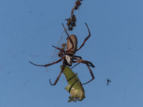 Golden Orb weaver spider with  dinner