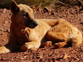 Old Dingo