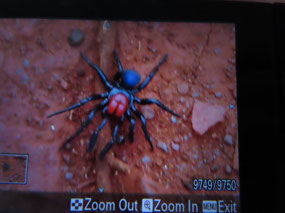 Red headed mouse spider