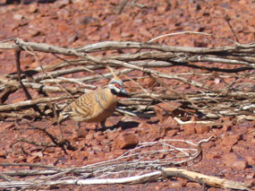 Spinafex pigeon