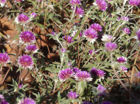 Splendid Batchelors buttons-gomphrena canescens