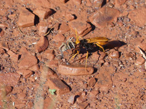 Wasp with spider