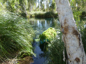 cannoe full of weeds