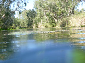 Weeding Jindawurrunha pool