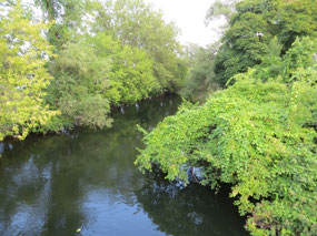 Boardman River in Traverse City