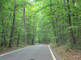 Tunnel of Trees
