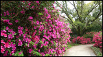 Azaleas