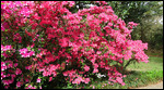 Azaleas