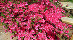 Azaleas