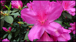 Only spots on top of the flower